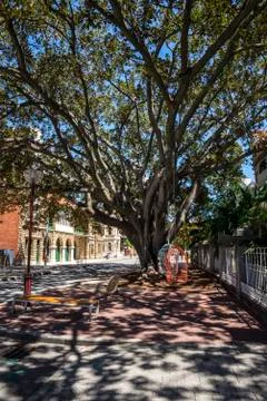 Large tree with hanging man size birdcages on Murray Street, Perth City Stock Photos