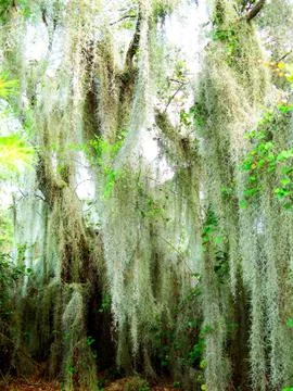 Large Tree with Hanging Moss Stock Photos