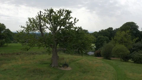 Large tree with hanging swing chair in huge gardens, drone aerial 4K Stock Footage 101140932