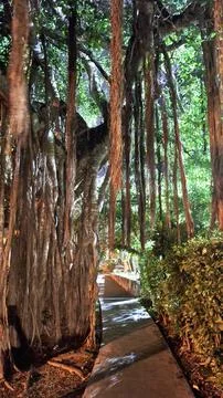 Large tree with hanging vines in Playa del Carmen at night. Stock Photos