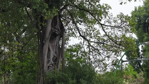 Large Tree in Hanoi, Vietnam Vídeo Stock 299899392