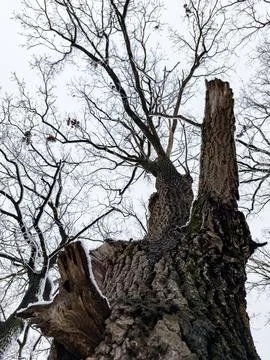 A large tree that has been cut down in the snow Stock Photos