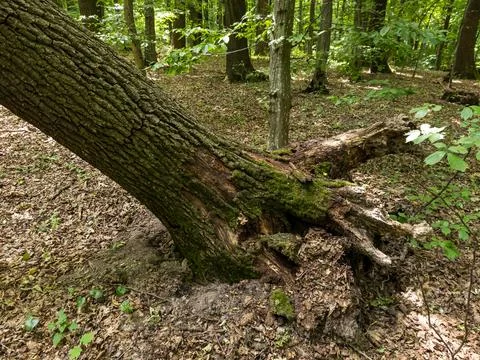 A large tree that has fallen down in the woods Stock Photos
