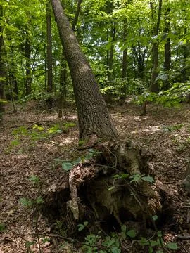A large tree that has fallen down in the woods Stock Photos