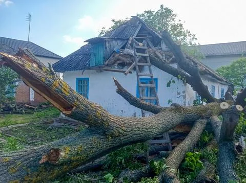 A large tree that has fallen on top of a house Stock Photos