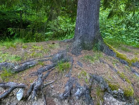 A large tree that has a large root system on the ground Stock Photos
