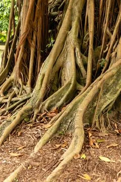 A large tree has roots that extend wide across the ground. The roots are tang Stock Photos