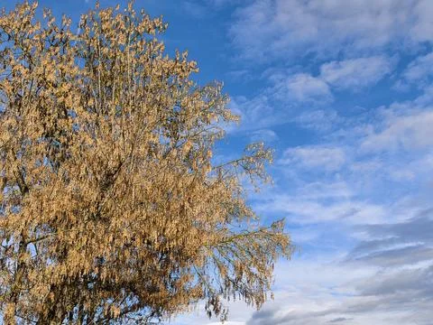 A large tree hazel did not shed its leaves in winter. The golden yellow lea.. Stock Photos