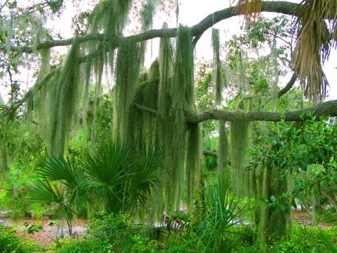 Large Tree with Heavy Moss Stock Photos