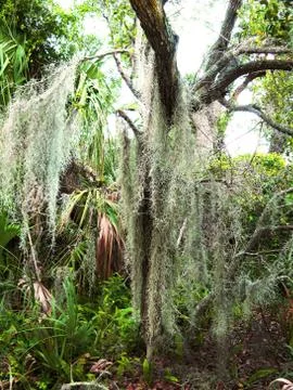 Large Tree with Heavy Moss Stock Photos