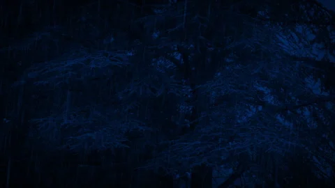 Large Tree In Heavy Rainfall At Night Stock Footage 293021497