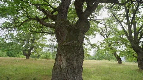 A large tree with a hole in it is in a field Stock Footage 298058433