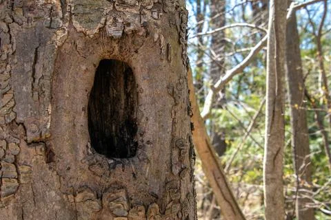 Large tree hole in trunk Stock Photos