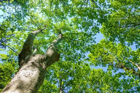 Large tree with huge branches full of green leaves above the blue sky. Stock-Fotos