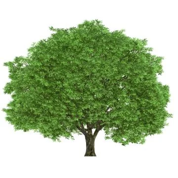 Large tree Stock Illustration