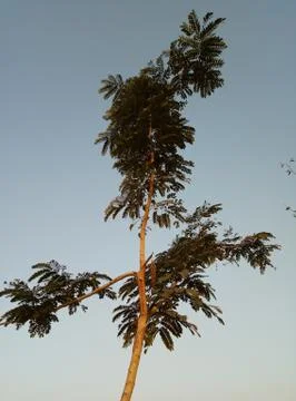 Large tree image with blue sky Stock Photos