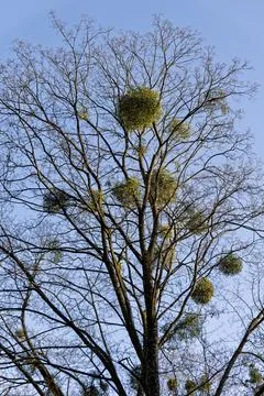 Large Tree Infested with Round Green Mistletoe Bushes Against Blue Sky Stock Photos