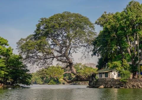 Large tree on the island Stock Photos