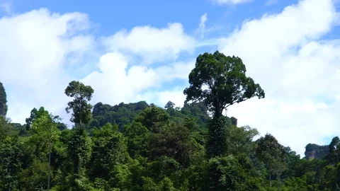 Large tree in the jungle against the blue sky. Stock Footage 82651894