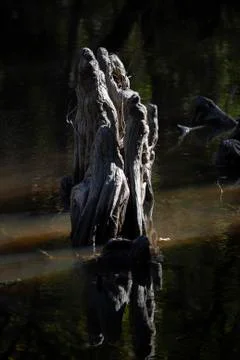 Large Tree Knee Stock Photos