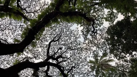 Large tree, leaves and flying birds Stock Footage 293491614