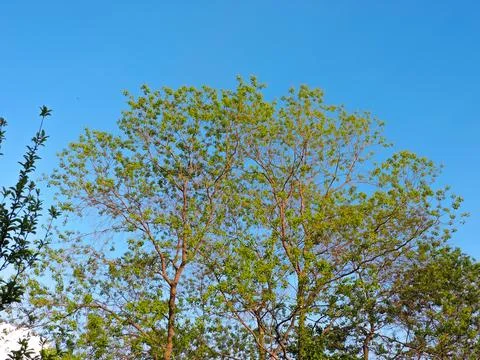 A large tree with light green foliage against a clear blue sky. Stock-Fotos