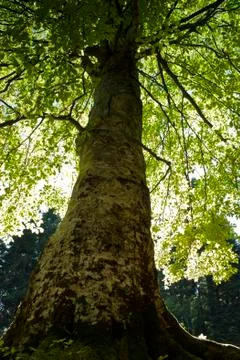 Large tree lightened from behind Stock Photos
