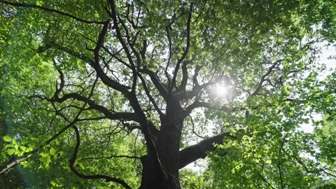 A large tree with a lot of leaves is in the middle of a forest Stock Footage 298057815