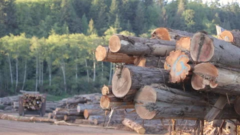 Large Tree Lumber Sitting Stacked in a Lumber Yard Stock Footage 246827485
