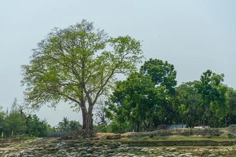 Large tree with lush crown. Stock Photos