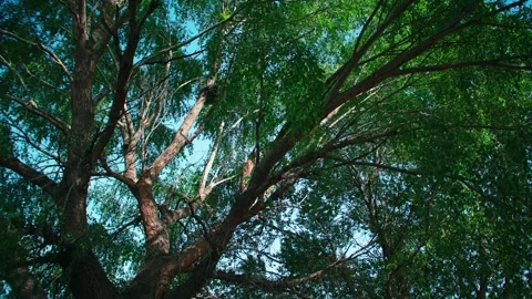 A large tree with lush foliage 스톡 동영상 257191284