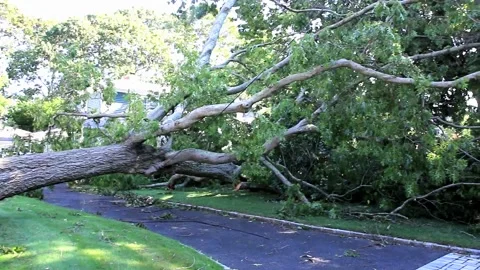 Large tree lying across a driveway on top of cable and electrical wires afte Video stock 138722331