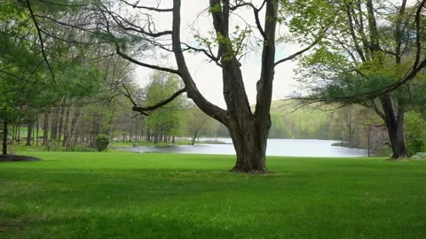 Large tree on a manicured green lawn by a peaceful spring lake. 動画素材 334016871