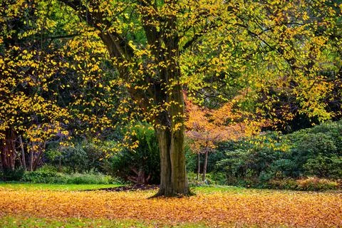 A large tree with many branches and leaves is in a field of fallen leaves Foto stock