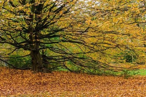 A large tree with many branches and leaves is in a field of fallen leaves Foto stock