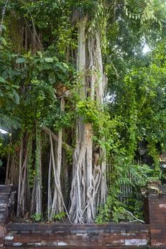 Large tree with many branches and leaves is growing next to a brick wall Stock Photos