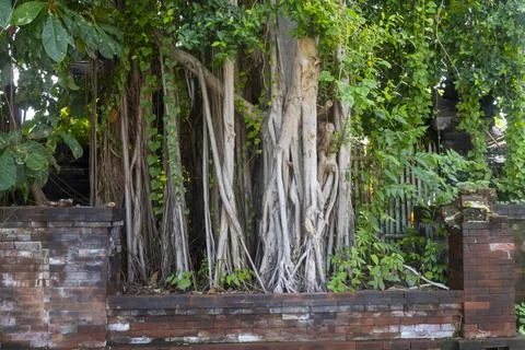 Large tree with many branches and leaves is growing next to a brick wall Stock-Fotos