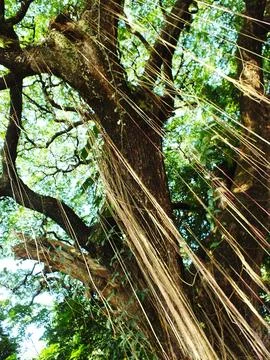 A large tree with many hanging roots hanging down Stock Photos