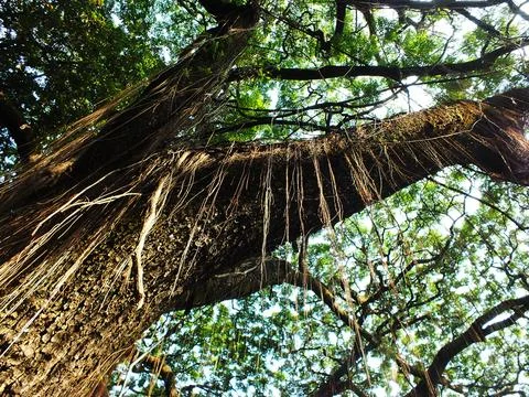 A large tree with many hanging roots hanging down Stock Photos