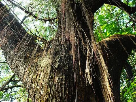 A large tree with many hanging roots hanging down Stock Photos