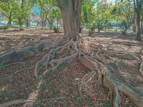 Large tree with many visible roots. Stock Photos