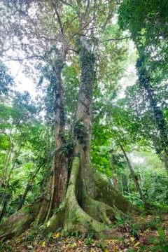 Large tree with massive buttress roots in Costa Rica Stock Photos
