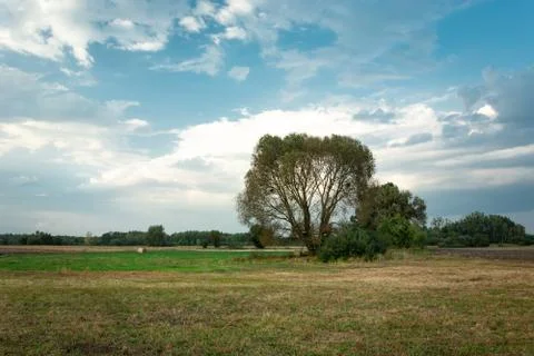 Large tree on the meadow and clouds on the blue sky Stock Photos