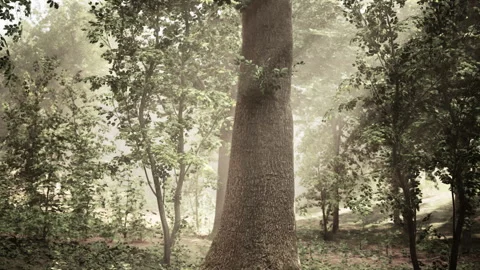 A large tree in the middle of a forest Stock Footage 304468805