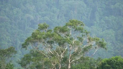 A large tree in the middle of a forest Stock Footage 320106589