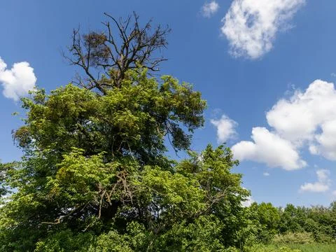 A large tree in the middle of a grassy field under a blue sky Stock Photos