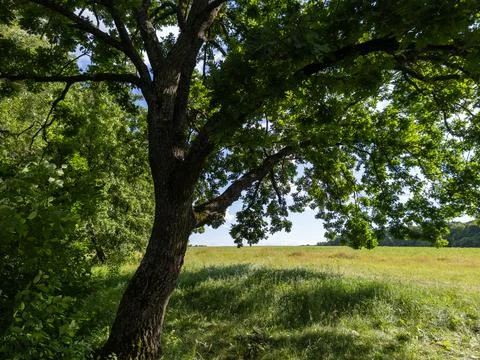 A large tree in the middle of a grassy field Stock Photos