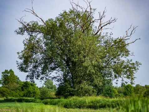 Large tree in middle of meadow against field and sky Foto stock
