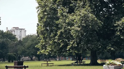 A Large tree in the Middle of a Park Vídeo Stock 97109179