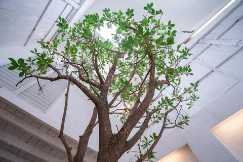 A large tree in the middle of the room, a tree inside the building Stock Photos
